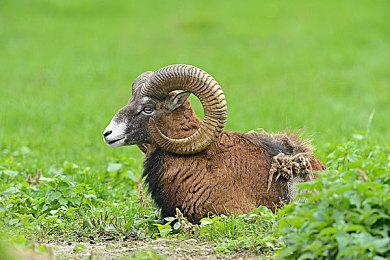 又幸运了 《空洞骑士：丝之歌》更新版权信息