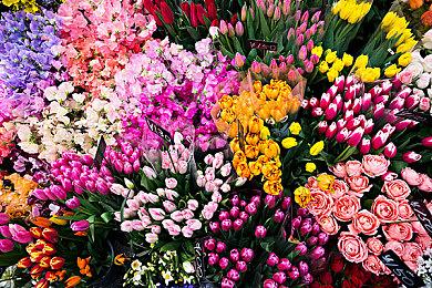 海月视角仙术元歌极限反杀，好流畅的操作